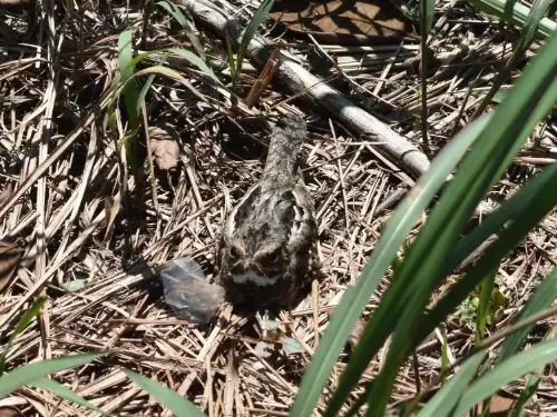 Common Pauraque